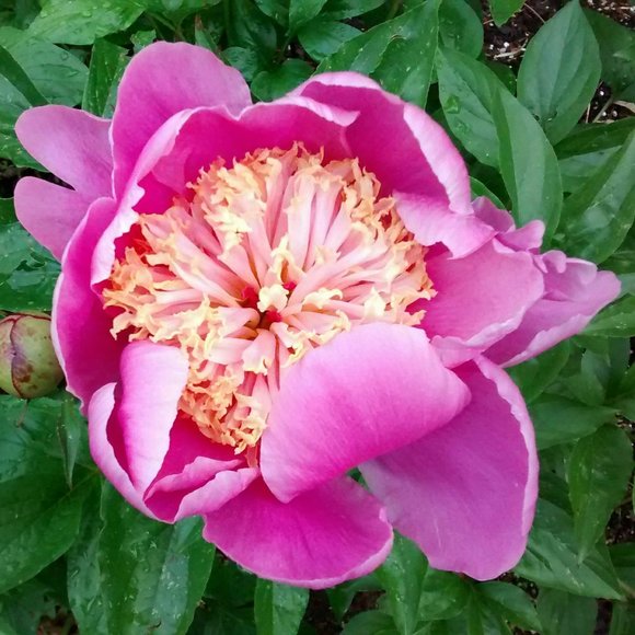 Meet your Posher, Dee - Picture 1 of 1